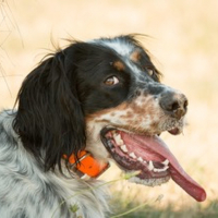 Photo de profil de Lupa Loops
