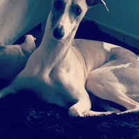 Photo de profil de Jetsie