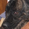 Photo de James, Cane Corso