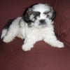 Photo de flocky