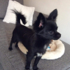 Photo de Loucky, Chihuahua