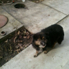 Photo de Pitzi