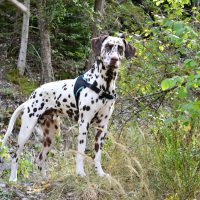 Photo de profil de Jungle