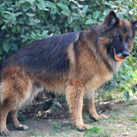 Photo de profil de Douck della bella stella