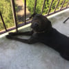 Photo de Kenza, Shar-Pei