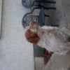 Photo de Milor