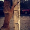 Photo de Zaffiro 