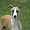 Photo de JOEY, Whippet