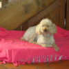 Photo de LADY, Caniche