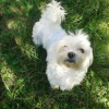 Photo de Dawn, Bichon Maltais