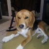 Photo de Malabar, Beagle