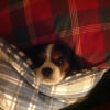 Photo de Howard, Cavalier King Charles Spaniel
