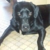 Photo de ISIS, Labrador Retriever