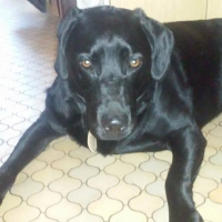 Photo de profil de ISIS