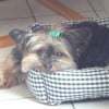 Photo de Cooper