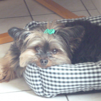 Photo de profil de Cooper