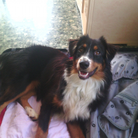 Photo de profil de Lennon de la Montagne des Lions