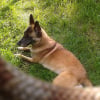 Photo de C'kira, Berger Belge Malinois