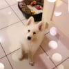 Photo de Malo, Berger Blanc Suisse