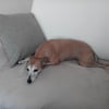 Photo de carmina, Petit Lévrier Italien