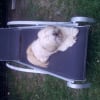 Photo de Haribo, Lhassa Apso