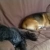 Photo de vanille, Lhassa Apso