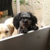 Photo de lilas