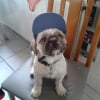 Photo de Noriel Gentleman Farmer