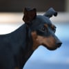 Photo de Zoé, Pinscher Nain
