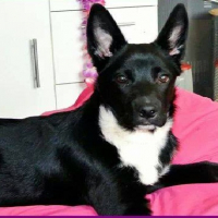 Photo de profil de Lahica