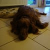 Photo de Tequila, Setter Irlandais Rouge
