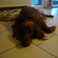 Photo de profil de Tequila
