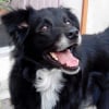 Photo de APOLLO
