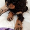 Photo de Marley