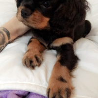 Photo de profil de Marley