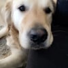 Photo de Heliot , Golden Retriever