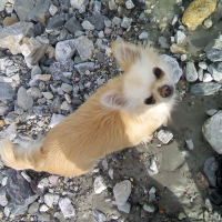 Photo de profil de Idem du Paradis des Diablotins