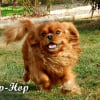 Photo de Ip-Hop, Cavalier King Charles Spaniel