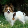 Photo de GAVROCHE, Epagneul Nain Continental