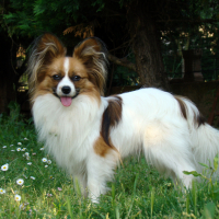 Photo de profil de GAVROCHE