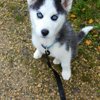 Photo de profil de Alaska