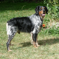Photo de profil de galko