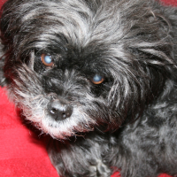 Photo de profil de Romeo