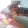 Photo de Marley