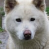 Photo de kiara, Akita Inu