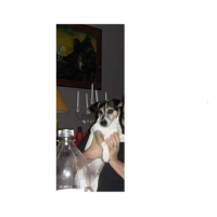 Photo de profil de CHIVAS