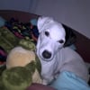 Photo de HERCULE, Parson Russell Terrier