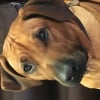Photo de chok, Rhodesian-Ridgeback