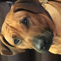 Photo de profil de chok