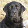 Photo de DIANE, Labrador Retriever